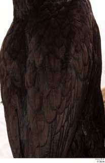 Double-crested cormorant Phalacrocorax auritus back body wing 0002.jpg